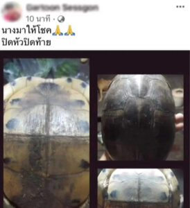ฮือฮา"เต่าหับ" ไม่มีหัว-ไม่มีขา คอหวยบอก จัดเต็มแน่งวดนี้!