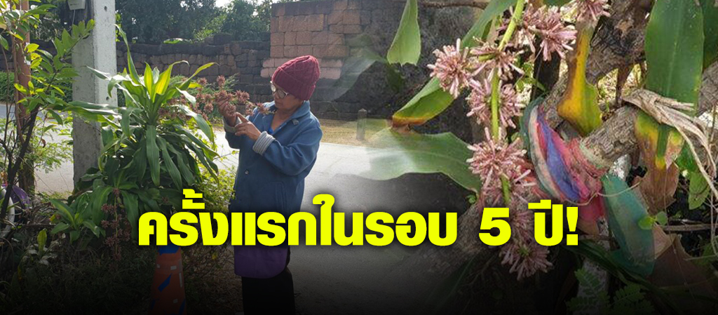 ต้นวาสนา ออกดอก ครั้งแรกในรอบ 5 ปี