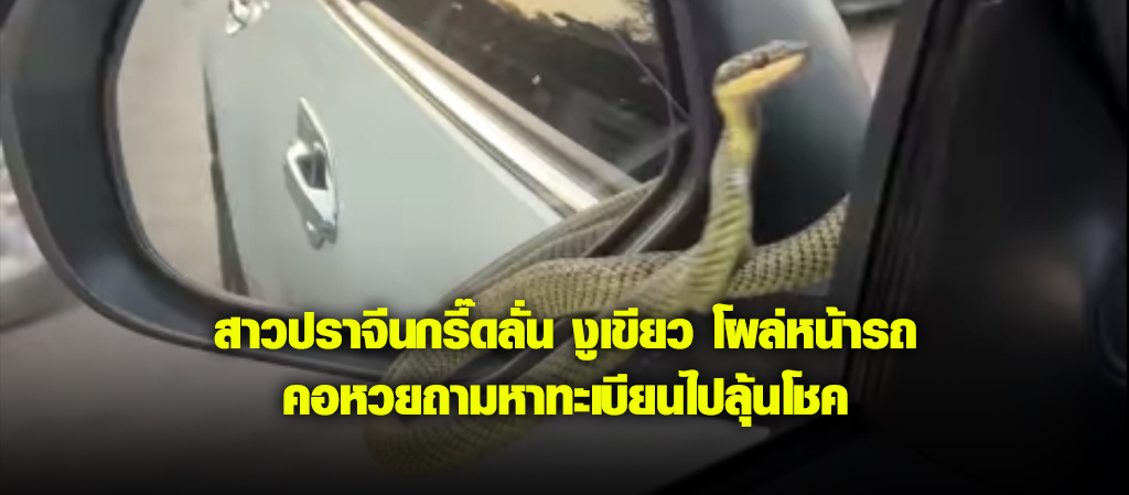 สาวปราจีนกรี๊ดลั่น งูเขียว โผล่หน้ารถ คอหวยถามหาทะเบียนไปลุ้นโชค