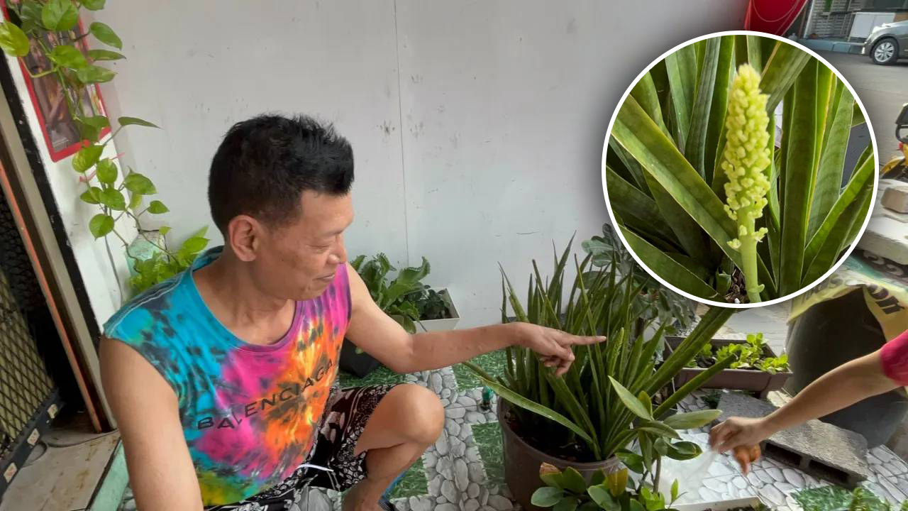 ส่องเลขเด็ด! ต้นลิ้นมังกร