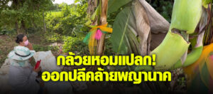 กล้วยหอมแปลก ออกปลีคล้ายพญานาค