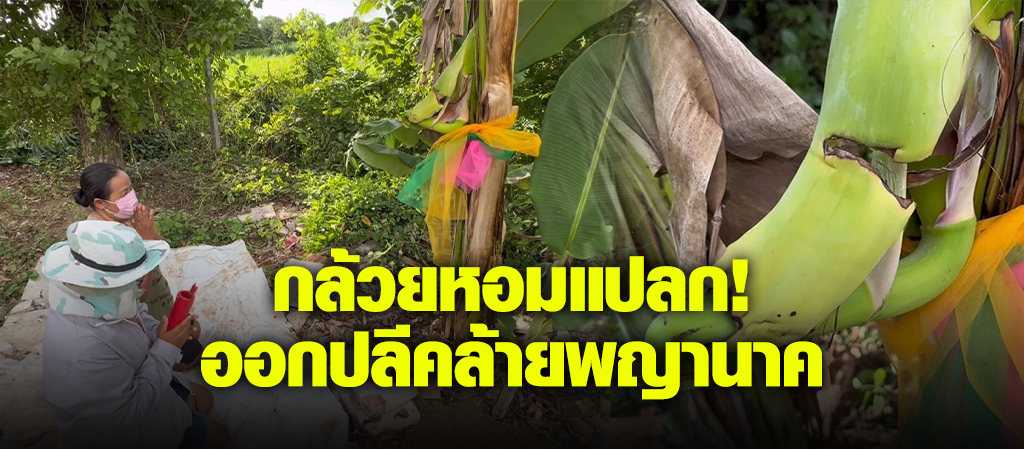 กล้วยหอมแปลก ออกปลีคล้ายพญานาค